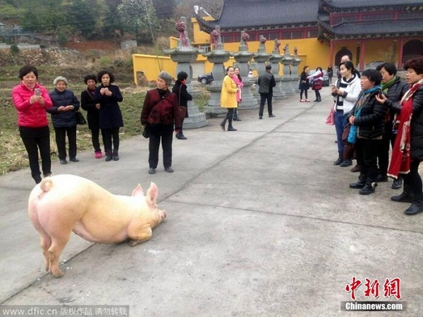 Clip chú lợn quỳ gối hàng tiếng đồng hồ trước cửa chùa khi bị bắt tới lò mổ khiến dân mạng dậy sóng - Ảnh 2.