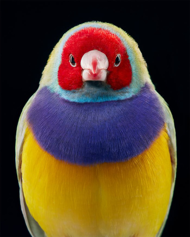 Chân dung các loài chim quý hiếm, tuy đơn giản nhưng lại tuyệt đẹp - Ảnh 4.