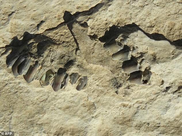 Phát hiện dấu chân người 120.000 năm tuổi ở Ả-rập Xê-út - Ảnh 2.