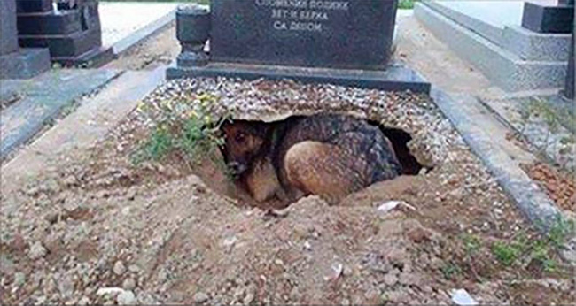 Thấy con chó đào hang nằm dưới ngôi mộ trong nghĩa trang, ai cũng nghĩ nó trung thành với chủ nhưng lại gần mới ngỡ ngàng - Ảnh 1.