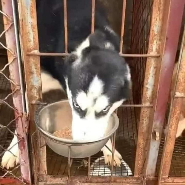 Cuộc chiến giành đồ ăn của 2 con boss ngáo ngơ khiến dân mạng nhận ra lũ husky láu cá hơn ta tưởng - Ảnh 5.