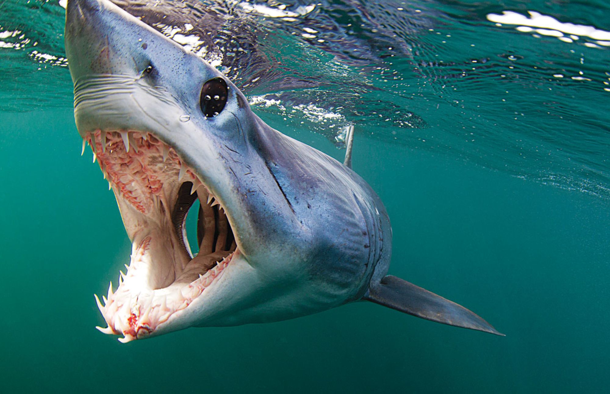 Cuộc chiến bảo vệ cá mập mako vây ngắn Bắc Đại Tây Dương: EU và Mỹ 'phá ...