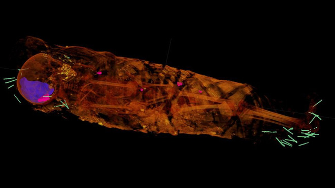 Ảnh chụp X-quang hé lộ khám phá đầy bất ngờ bên trong xác ướp Ai Cập 2000 năm tuổi - Ảnh 2.