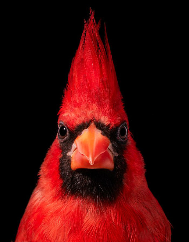 Đầu cắt moi đến râu quai nón - chùm ảnh chân dung cực nghệ của một số loài chim siêu hiếm có khó tìm - Ảnh 15.