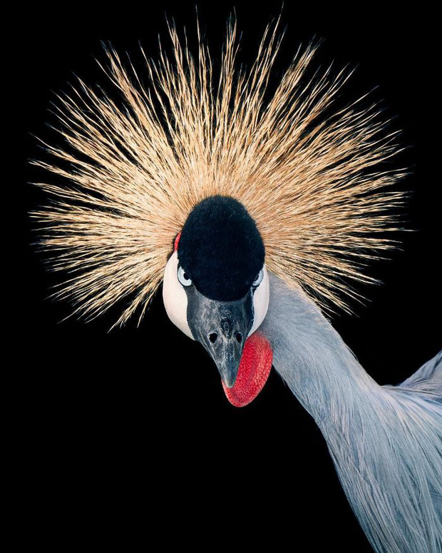 Đầu cắt moi đến râu quai nón - chùm ảnh chân dung cực nghệ của một số loài chim siêu hiếm có khó tìm - Ảnh 7.