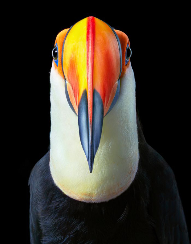 Đầu cắt moi đến râu quai nón - chùm ảnh chân dung cực nghệ của một số loài chim siêu hiếm có khó tìm - Ảnh 8.