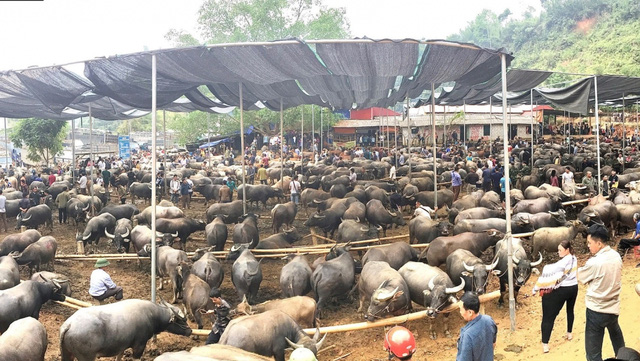 Bắc Kạn sẽ không đóng cửa chợ phiên trâu bò lớn nhất tỉnh - Ảnh 1.