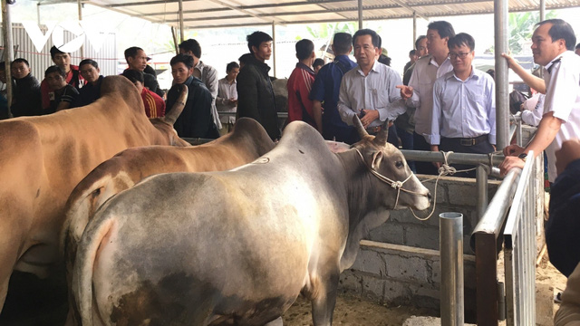 Bắc Kạn sẽ không đóng cửa chợ phiên trâu bò lớn nhất tỉnh - Ảnh 2.