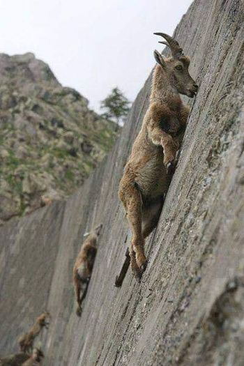 Alpine Ibex: Bất chấp các vấn đề về trọng lực, loài động vật này vẫn có thể leo lên các bức tường thẳng đứng - Ảnh 6.