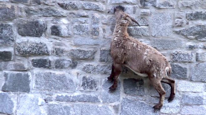 Alpine Ibex: Bất chấp các vấn đề về trọng lực, loài động vật này vẫn có thể leo lên các bức tường thẳng đứng - Ảnh 9.