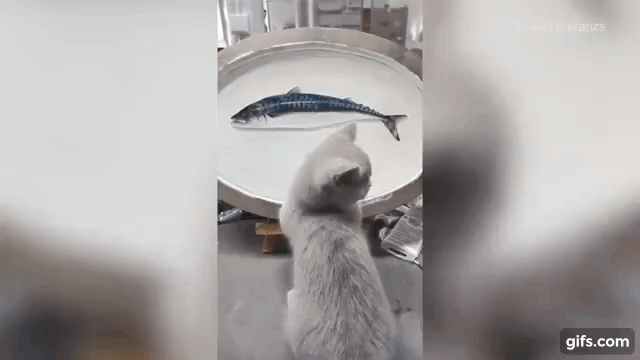 Anh chàng đăng clip mèo cưng tham ăn vồ lấy vồ để cá tươi trên đĩa, sự thật phía sau khiến dân mạng vừa thương vừa buồn cười - Ảnh 1.