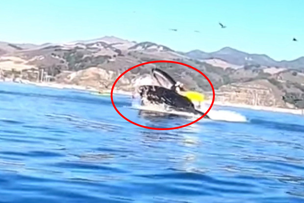 Khoảnh khắc kinh khủng: Cá voi há miệng đớp ngang thuyền, suýt nữa nuốt chửng 2 người khiến ai chứng kiến cũng phải thót tim - Ảnh 1.