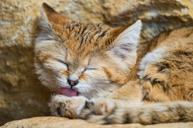 Sự thật thú vị về Mèo Cát - loài tiểu hổ duy nhất có thể sống trên sa mạc - Ảnh 2.