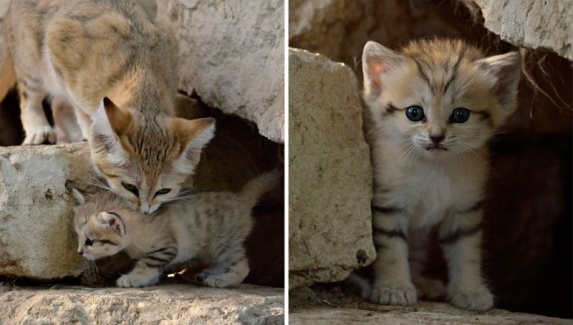 Sự thật thú vị về Mèo Cát - loài tiểu hổ duy nhất có thể sống trên sa mạc - Ảnh 4.