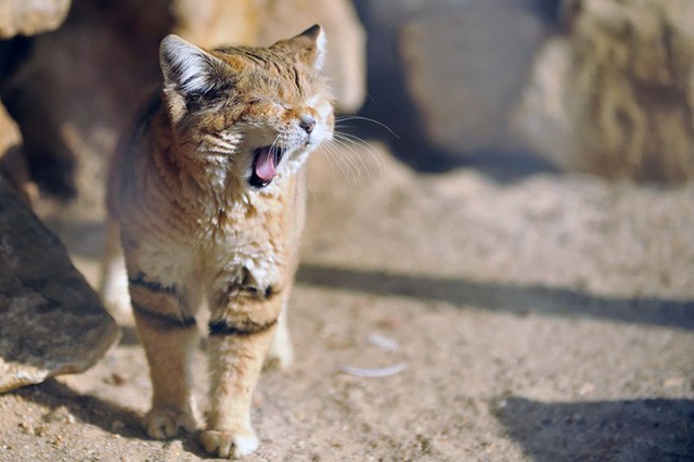 Sự thật thú vị về Mèo Cát - loài tiểu hổ duy nhất có thể sống trên sa mạc - Ảnh 6.