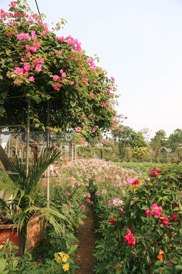 Trường ĐH rộng gần 200 ha có vườn hoa đẹp nhất mùa đông Hà Nội, nhiều góc sống ảo cực chill chỉ với 25K - Ảnh 15.