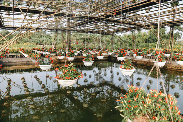 Trường ĐH rộng gần 200 ha có vườn hoa đẹp nhất mùa đông Hà Nội, nhiều góc sống ảo cực chill chỉ với 25K - Ảnh 4.