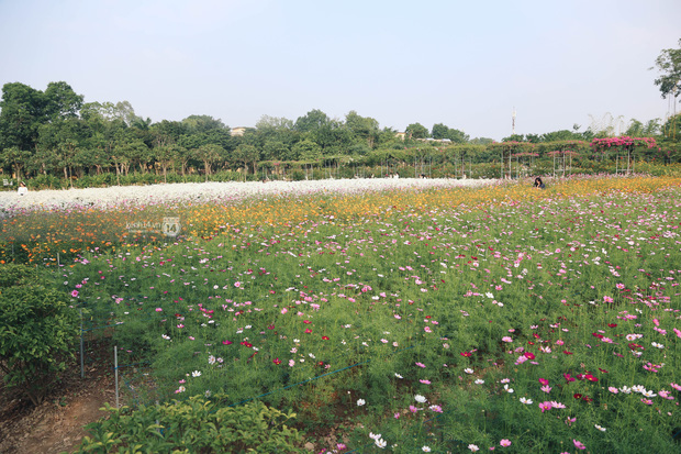 Trường ĐH rộng gần 200 ha có vườn hoa đẹp nhất mùa đông Hà Nội, nhiều góc sống ảo cực chill chỉ với 25K - Ảnh 9.