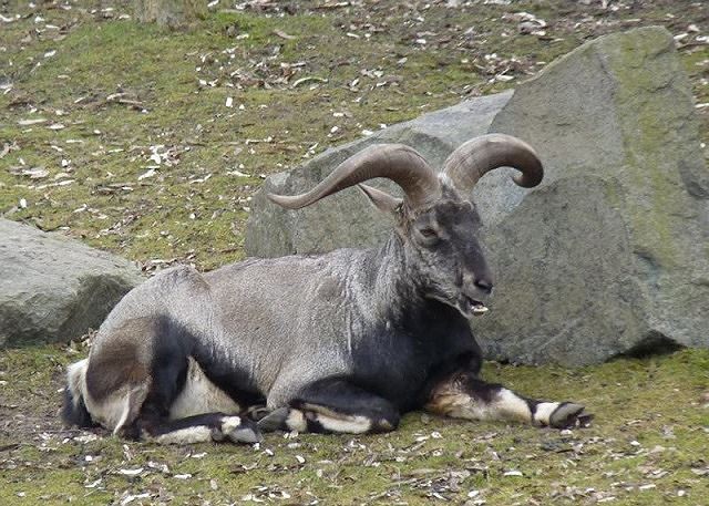 1001 thắc mắc: Dãy Himalaya hình thành thế nào, mỗi năm nó cao thêm bao nhiêu? - Ảnh 1.