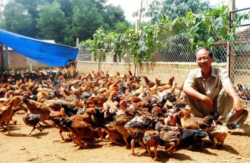 Nuôi gà ta thả đồi đếm không xuể, một ông nông dân được UBND tỉnh Bình Định đề nghị Thủ tướng tặng Huân chương - Ảnh 1.