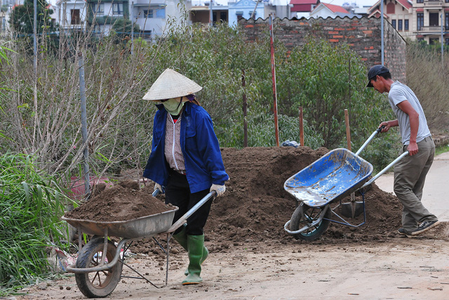 Các nhà vườn Nhật Tân nhộn nhịp chuẩn bị vụ đào Tết - Ảnh 7.