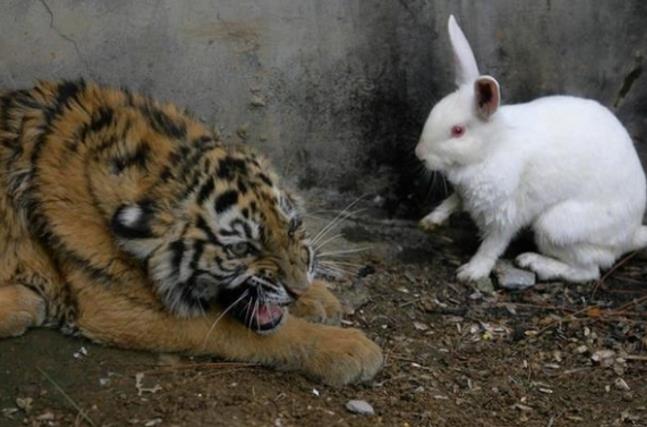 Sở thú thả thỏ vào chuồng cho hổ ăn: Hôm sau quay lại, cảnh tượng trước mắt khiến họ kinh ngạc - Ảnh 1.