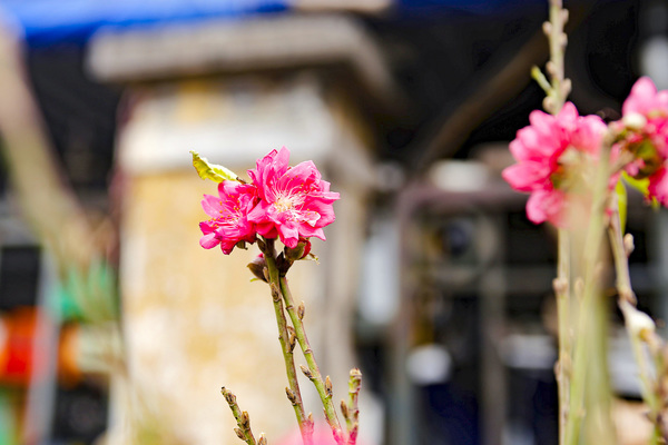 Đào Nhật Tân xuống chợ, khách háo hức ngắm hoa ngỡ như Tết đang cận kề - Ảnh 2.