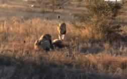 Hai sư tử đực ra tay tàn bạo với linh cẩu tham ăn, đồng loại run sợ không dám giải cứu
