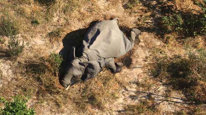 Tìm ra thủ phạm đã giết chết 330 con voi bên cạnh hồ nước - Ảnh 1.