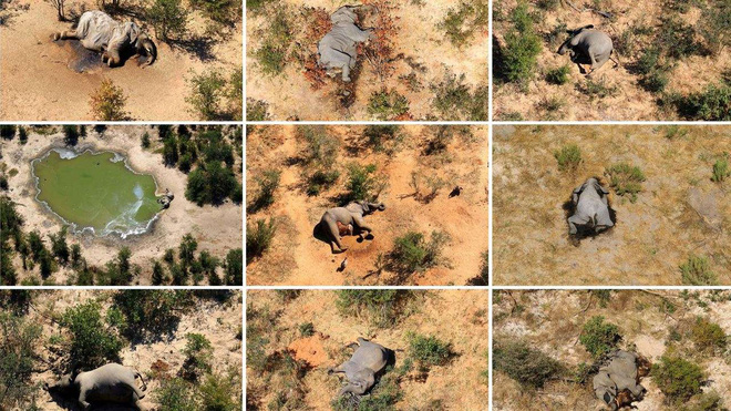 Tìm ra thủ phạm đã giết chết 330 con voi bên cạnh hồ nước - Ảnh 4.