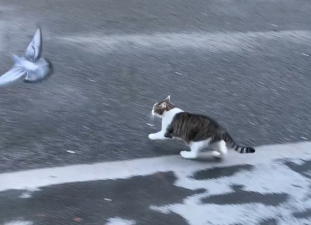 Mèo Larry - “Tổng quản” dinh Thủ tướng Anh gây bão vì hành động ngáo ngơ, khiến phóng viên bỏ cả việc chạy theo chụp hình vì quá đáng yêu - Ảnh 2.