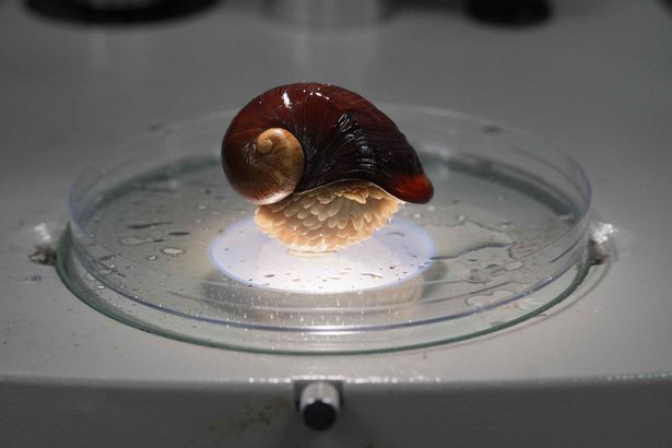Phát hiện loài ốc sên thân sắt mở ra kỳ tích với y học thế giới - Ảnh 4.