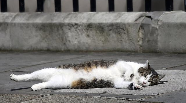 Mèo Larry - “Tổng quản” dinh Thủ tướng Anh gây bão vì hành động ngáo ngơ, khiến phóng viên bỏ cả việc chạy theo chụp hình vì quá đáng yêu - Ảnh 6.