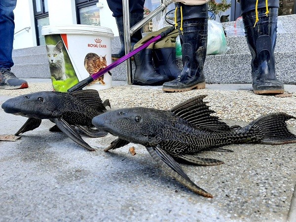 Loài cá dọn bể Amazon đang gây họa ở Đài Loan - Ảnh 1.