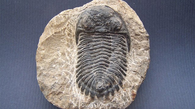 Phát hiện hóa thạch loài bọ ba thùy dị thường có tai thỏ - Ảnh 1.