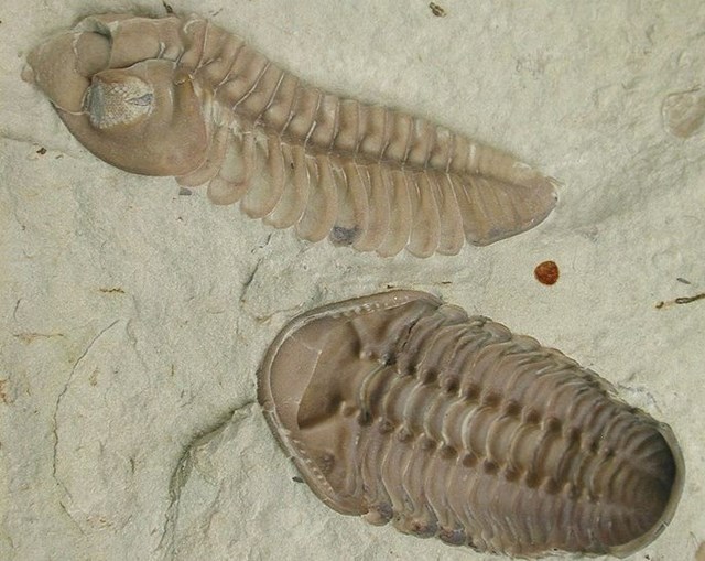 Phát hiện hóa thạch loài bọ ba thùy dị thường có tai thỏ - Ảnh 3.