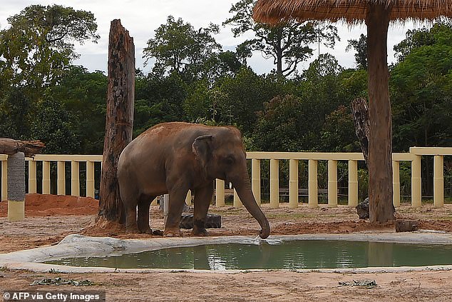 Sau 8 năm, chú voi đơn độc nhất thế giới đã được gặp đồng loại - Ảnh 4.
