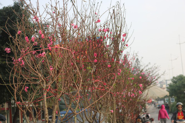 Đào Nhật Tân nở sớm, tràn ngập chợ hoa đón Tết Dương lịch - Ảnh 1.