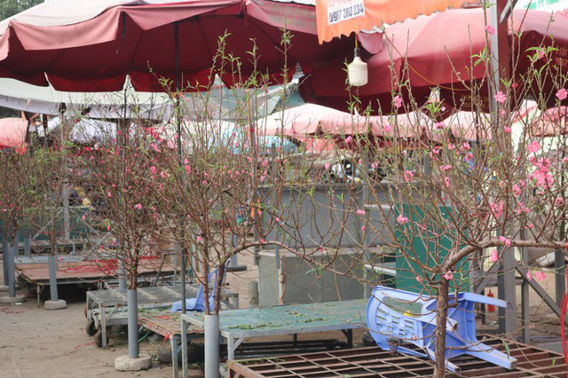 Đào Nhật Tân nở sớm, tràn ngập chợ hoa đón Tết Dương lịch - Ảnh 2.