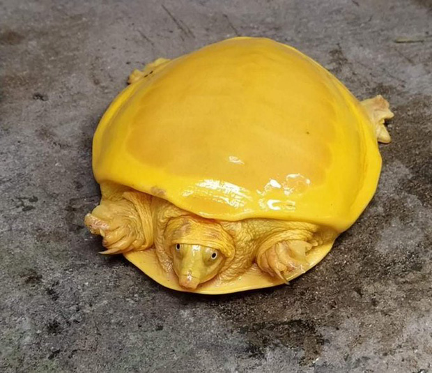 Giải mã bí ẩn về con rùa có màu vàng quý hiếm đang gây bão mạng xã hội - Ảnh 1.
