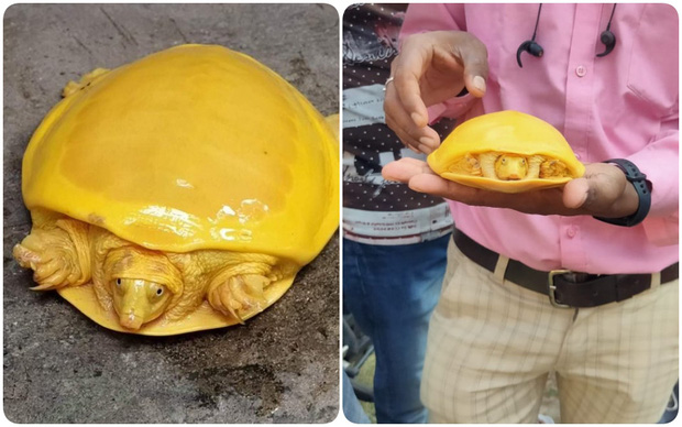 Giải mã bí ẩn về con rùa có màu vàng quý hiếm đang gây bão mạng xã hội - Ảnh 2.