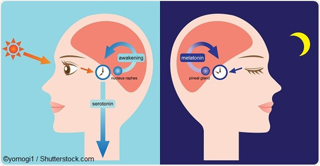 Không chỉ có chim sớm hay cú đêm, con người còn tới 4 kiểu đồng hồ sinh học kỳ lạ khác - Ảnh 3.