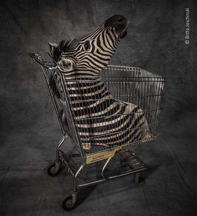 25 tác phẩm chung kết giải nhiếp ảnh quốc tế sẽ cho bạn thấy sắc thái của thế giới động vật: Tươi đẹp, kỳ lạ và rất khắc nghiệt - Ảnh 24.