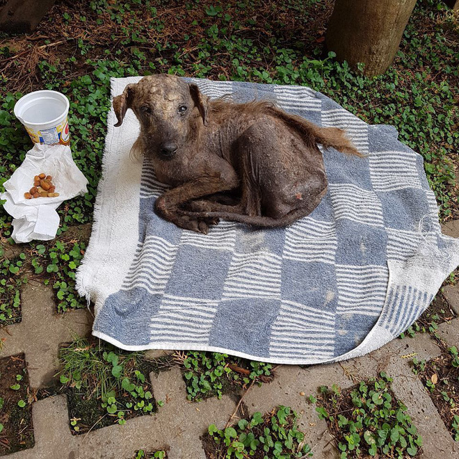 The skinny, wandering dog that looked like a dry skeleton that once made netizens feel sad had a surprisingly spectacular transformation - Photo 7.