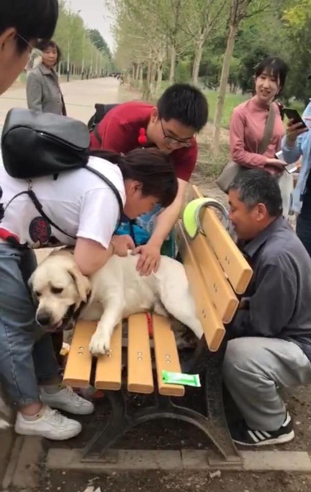 Chú chó bị mắc kẹt ở chiếc ghế công viên vì thân hình béo ịch và hành trình giải cứu thấy cũng tội mà thôi cũng kệ - Ảnh 2.