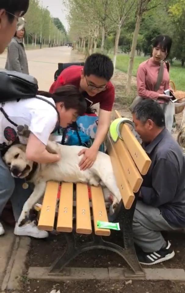 Chú chó bị mắc kẹt ở chiếc ghế công viên vì thân hình béo ịch và hành trình giải cứu thấy cũng tội mà thôi cũng kệ - Ảnh 3.