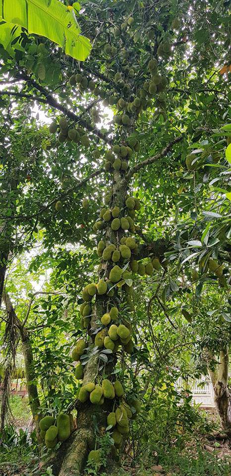 Khoe cây mít siêu mắn hàng trăm quả chen chúc như sung, khổ chủ cười ra nước mắt khi bị dân mạng hỏi dò: Quả có toàn xơ? - Ảnh 5.