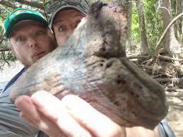 Phát hiện răng cá mập cổ đại to bằng bàn tay người ở Nam Carolina - Ảnh 1.