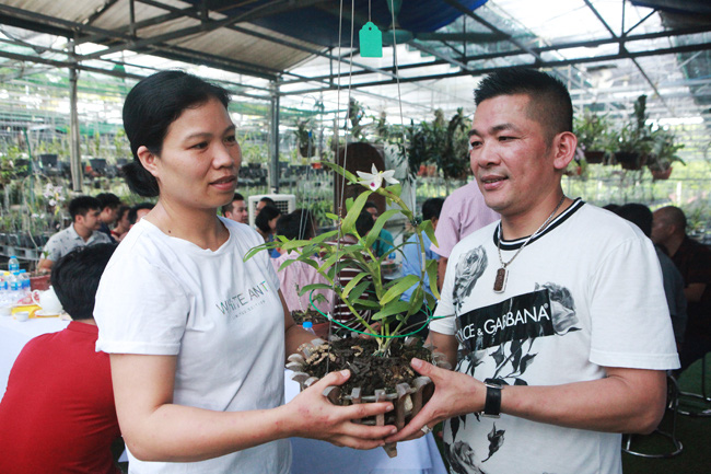 Đại gia chi 5 tỷ mua giỏ lan nhìn chẳng khác gì... ngọn rau muống, nhưng chỉ sau thương vụ đã lãi cả chục triệu - Ảnh 1.