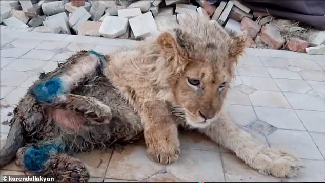Bức ảnh sư tử con bị bẻ gãy chân để nằm yên cho khách du lịch chụp ảnh gây phẫn nộ dư luận, Tổng thống Nga cũng lên tiếng - Ảnh 2.